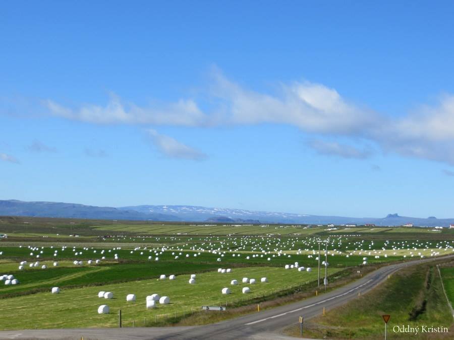 Samantekt á verði og framboði á sáðvöru 2023