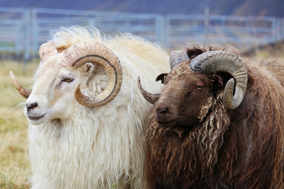 Sláturupplýsingar og dómagögn vegna hrútaskrár