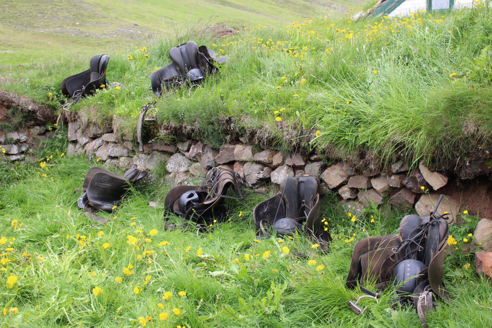 Skráningar á kynbótasýningar vorsins