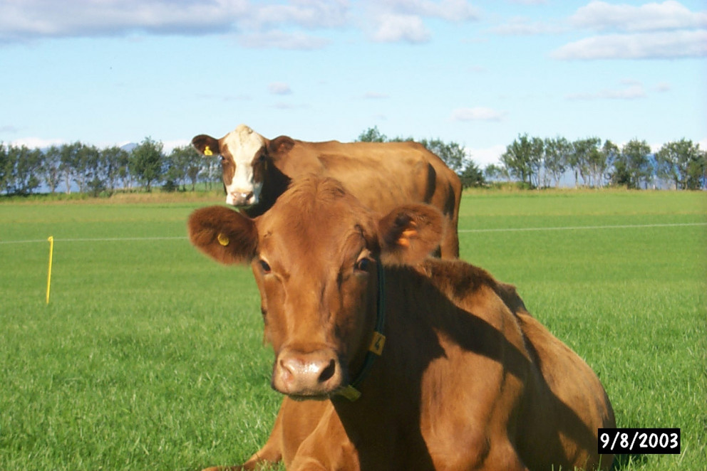 Til athugunar vegna skýrsluhalds og greiðslna í nautgriparækt