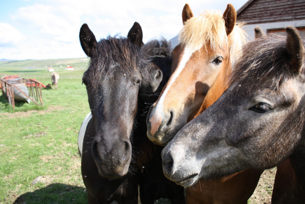 Kynbótasýning á Iðavöllum