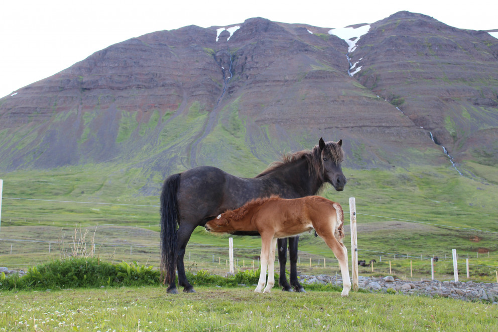 Röðun hrossa á kynbótasýningu á Hólum í Hjaltadal 12. til 16. júní