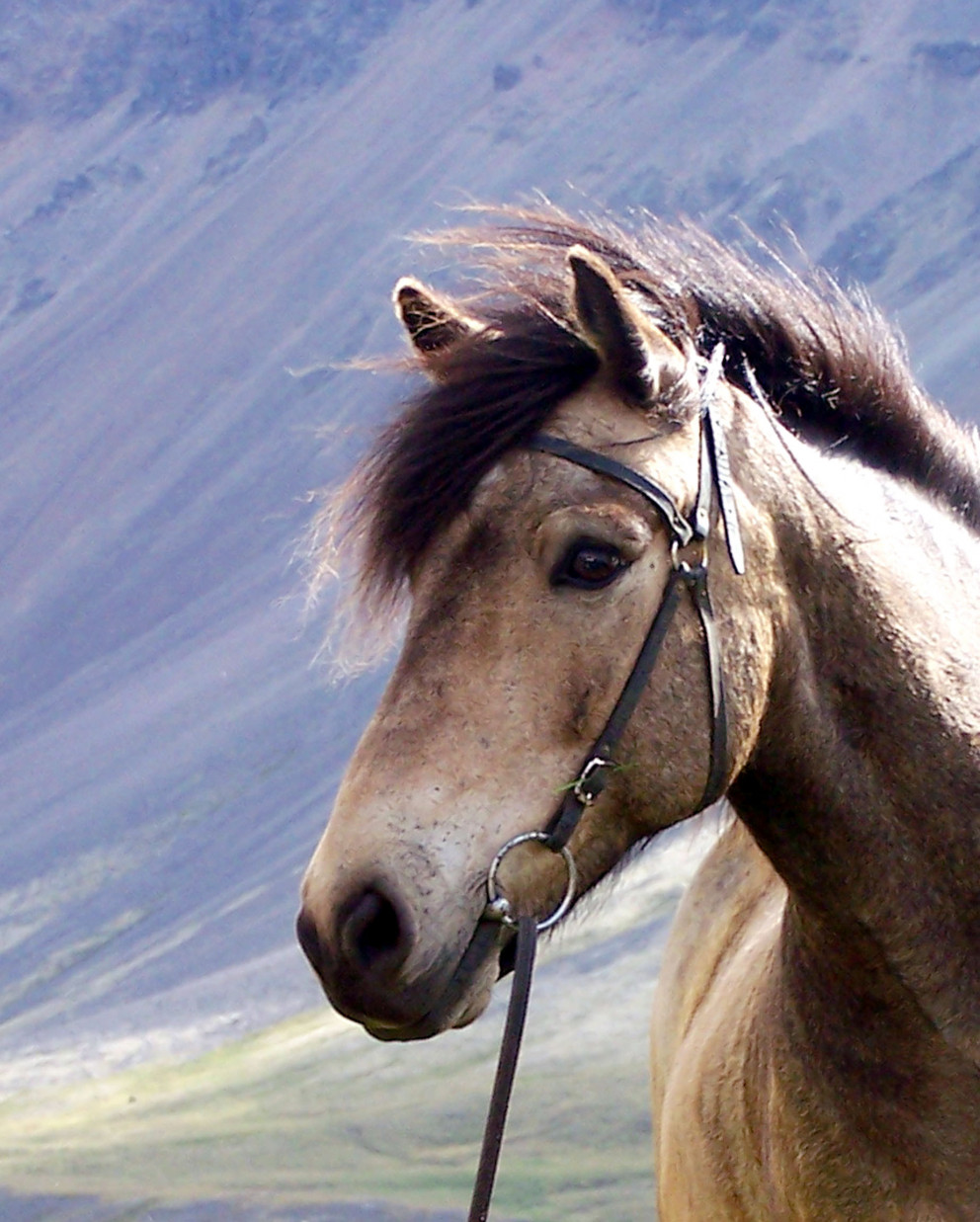 Hollaröðun á yfirliti á síðsumarssýningu í Borgarnesi 24. ágúst