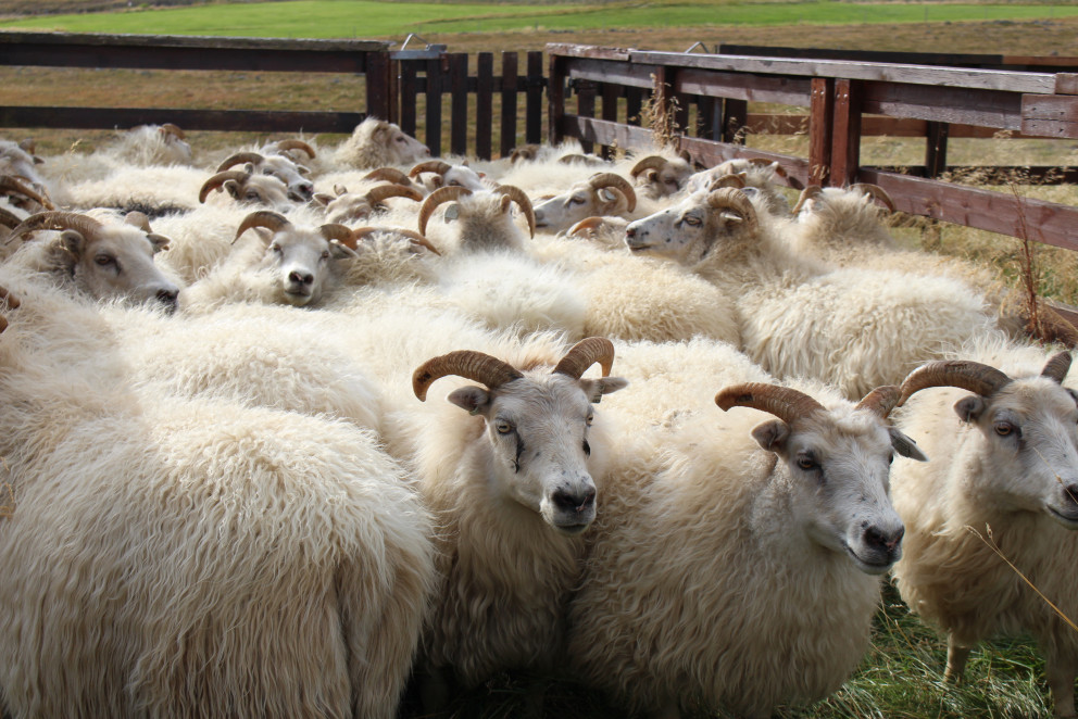 Uppfærð ræktunarmarkmið í sauðfjárrækt