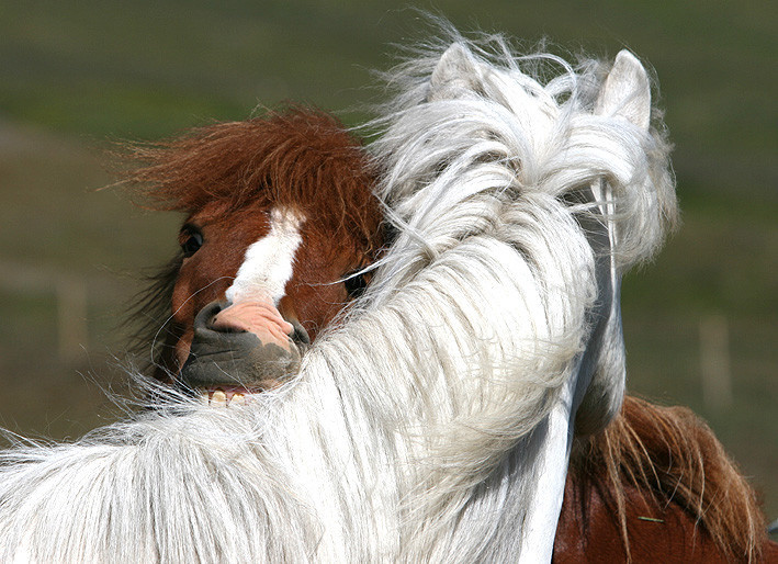 Enn hægt að skrá á kynbótasýningu á Hellu