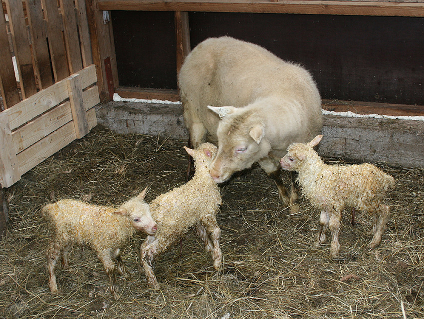 Gæti betri frjósemi ánna bætt afkomuna á þínu búi?