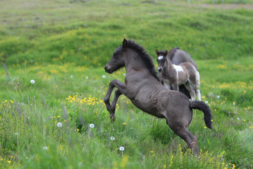 Röðun hrossa á Gaddstaðaflötum og í Víðidal 11.-15. júní