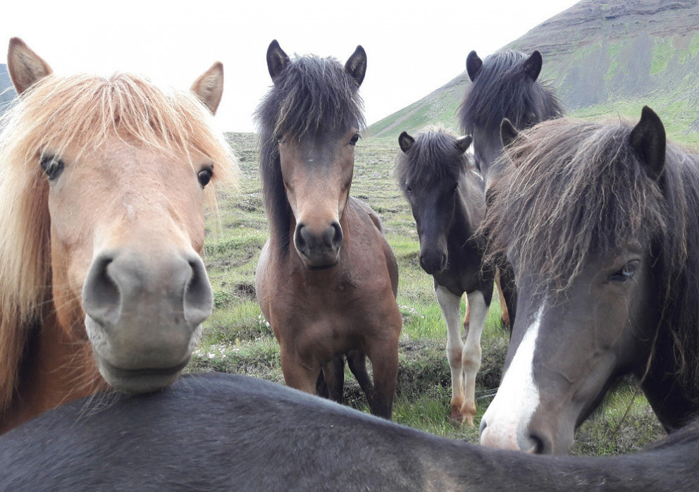 Yfirlitssýning í Víðidal 15. júní