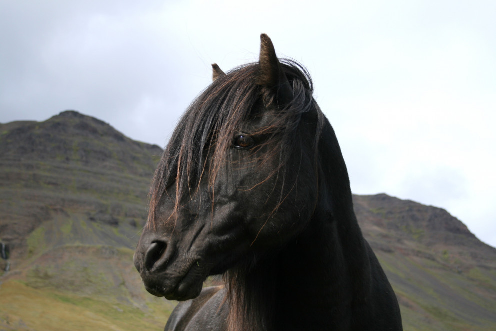Hollaröð á yfirliti á Gaddstaðaflötum 15. júní og 16.júní