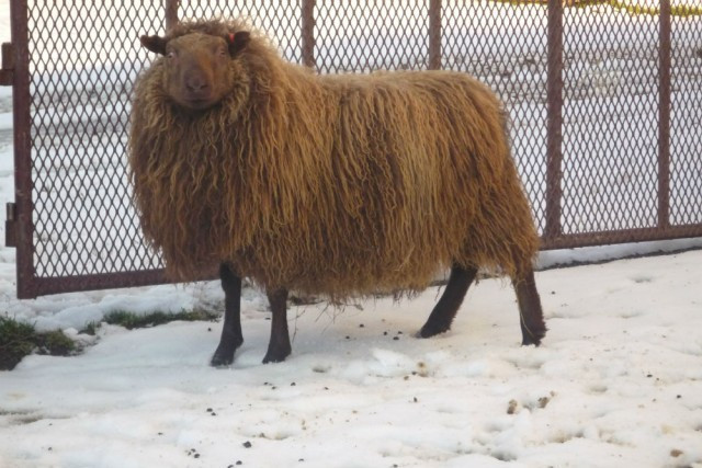 Lambadómar – opnað fyrir pantanir