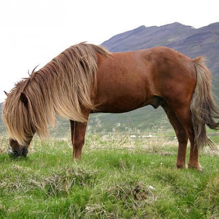Miðsumarssýning á Selfossi