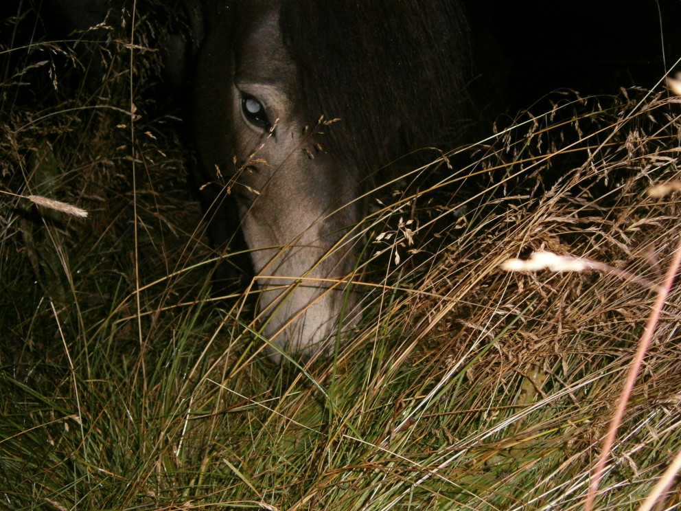 Kynbótasýning á Gaddstaðaflötum við Hellu - Röð hrossa