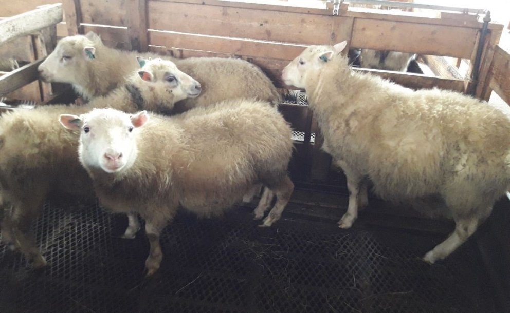 Afkvæmarannsóknir í sauðfjárrækt 2018