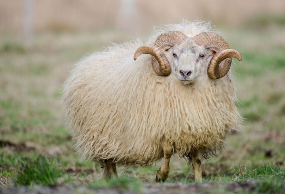 Dreki frá Hriflu og Mávur frá Mávahlíð verðlaunaðir