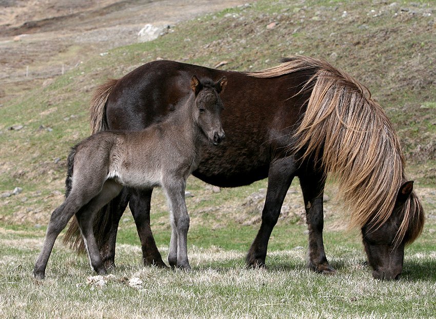 Röðun hrossa á kynbótasýningu á Sörlastöðum 27. til 29. maí.