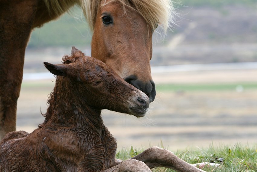 Röðun hrossa á Gaddstaðaflötum dagana 11.-14. júní