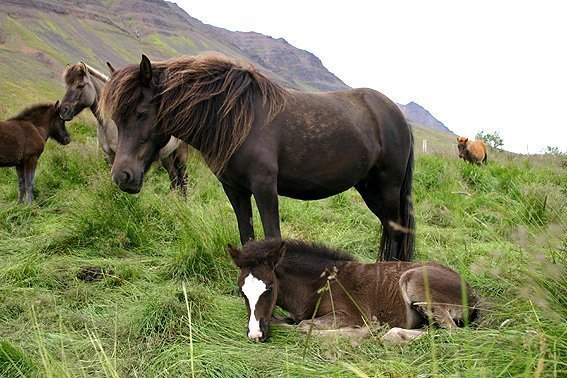 Röðun hrossa í Spretti dagana 3.-6. júní
