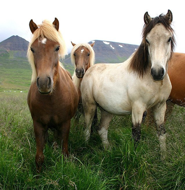 Röðun hrossa í Spretti dagana 11.-14. júní