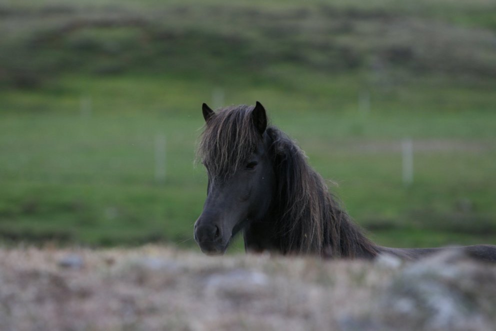 Röðun hrossa á Hólum 4.-7. júní