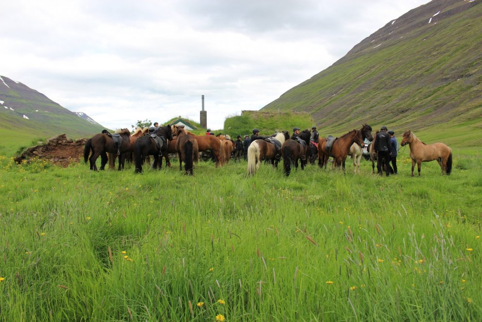 Yflirlitssýning á Gaddstaðaflötum - Hollaröð 7. júní