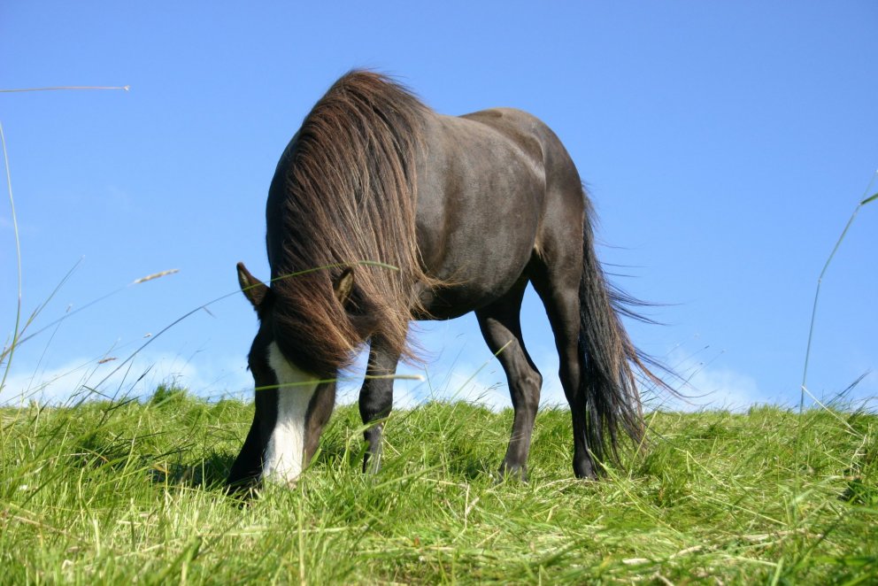 Röðun hrossa á Akureyri 18.-20. júní