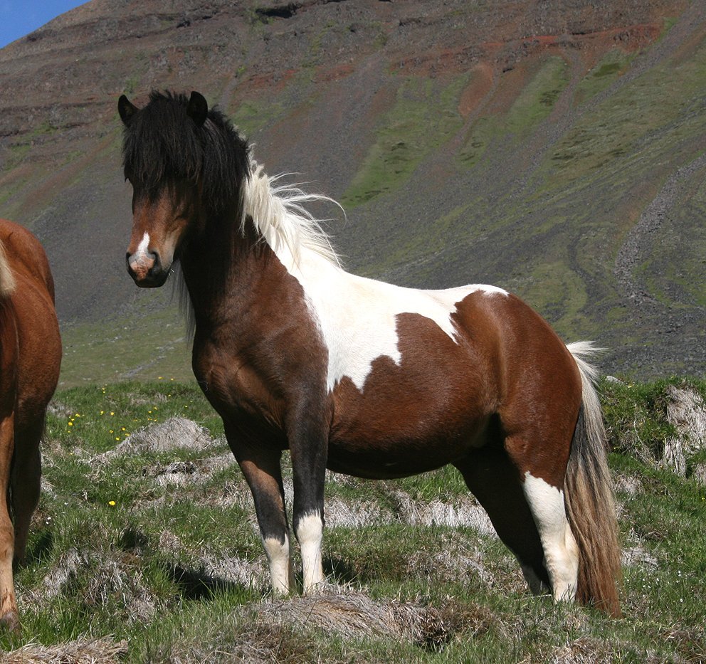 Yfirlitssýning á Gaddstaðaflötum 14. júní