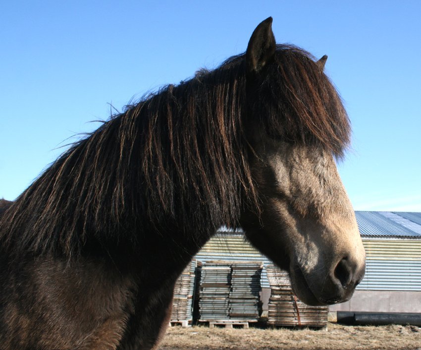 Aukasýning á Gaddstaðaflötum