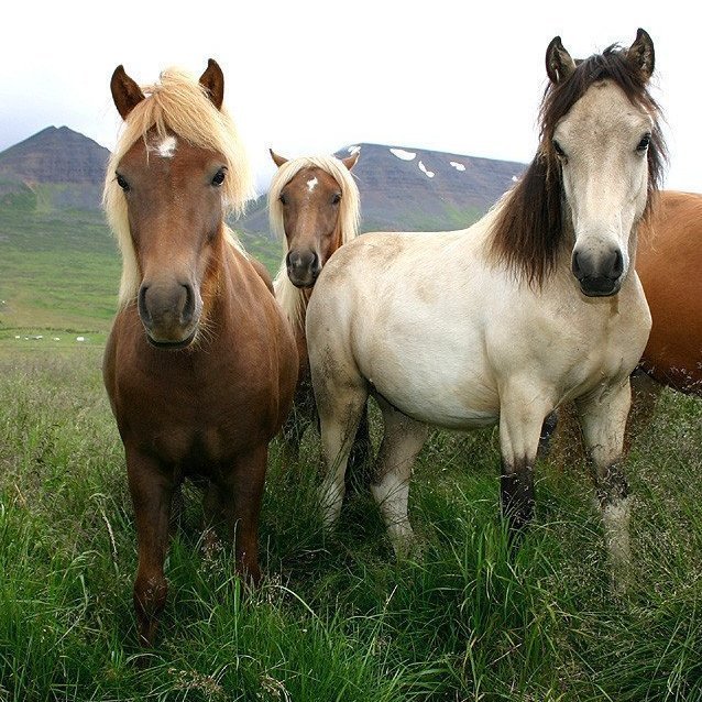 Yfirlitssýning á Gaddstaðaflötum 1.vika hollaröðun