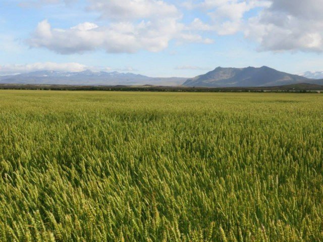 Heimsóknir ráðunauta í kornakra