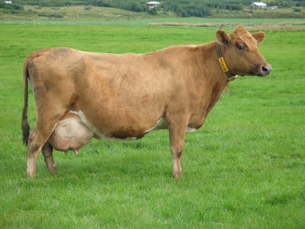 Gleði 360, Brúnastöðum, móðir Dans 13087, amma Afla 11010 og Polka 12099 og langamma Bessa sem er í …