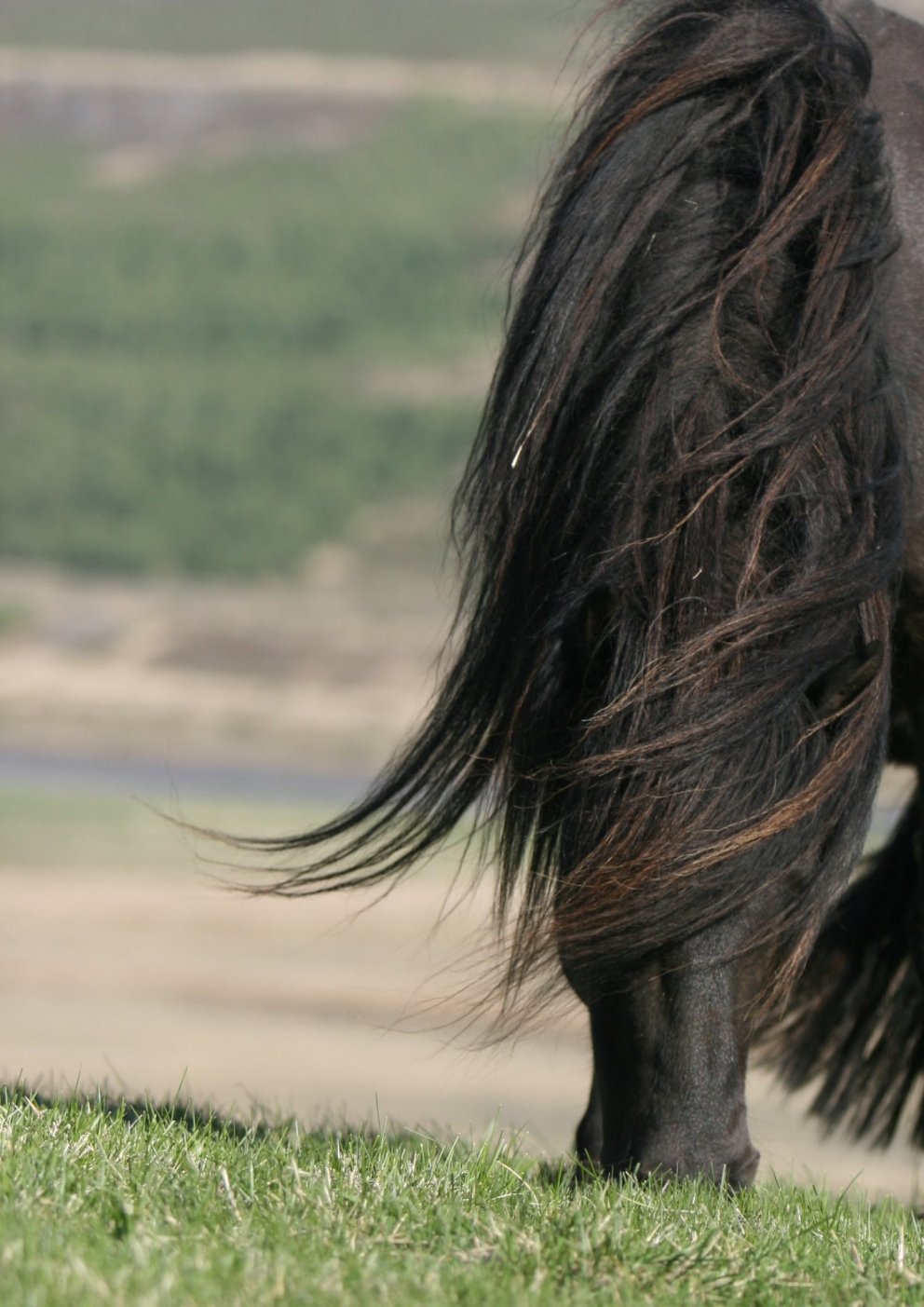 Síðsumarssýning kynbótahrossa á Akureyri 20.-22.ágúst