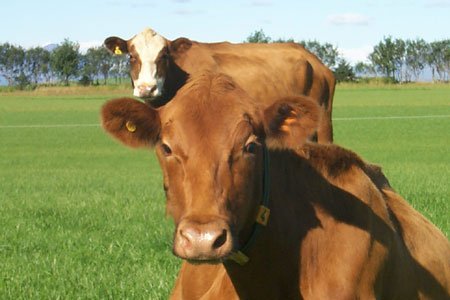 Skýrsla um hagrænt vægi eiginleika í nautgriparækt