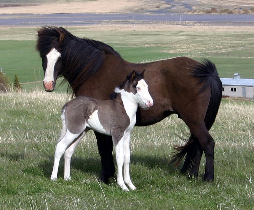 Yfirlit á Brávöllum, Selfossi 23. ágúst