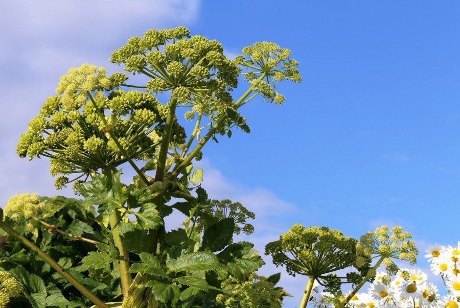 RML auglýsir starf fagstjóra búfjárræktar og þjónustusviðs