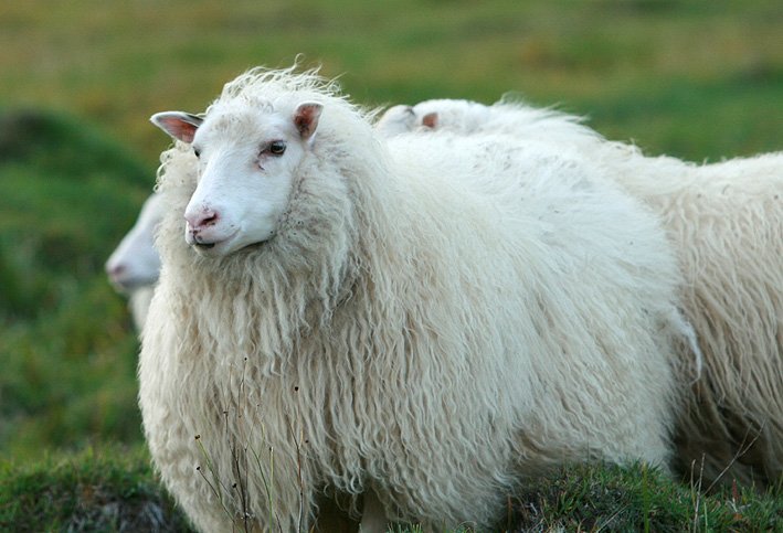 Loftslagsvænn landbúnaður