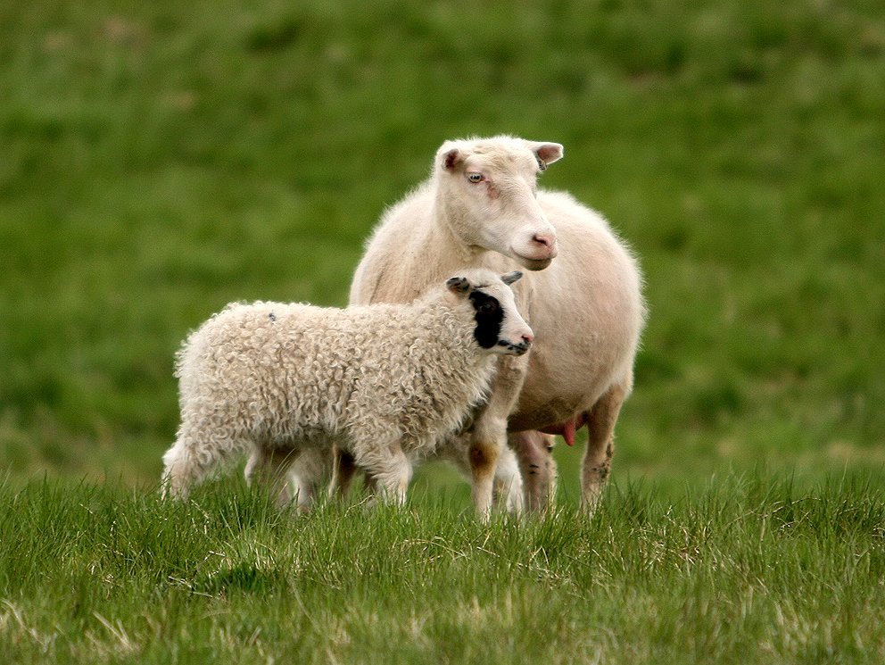 Fagfundur sauðfjárræktarinnar 2020