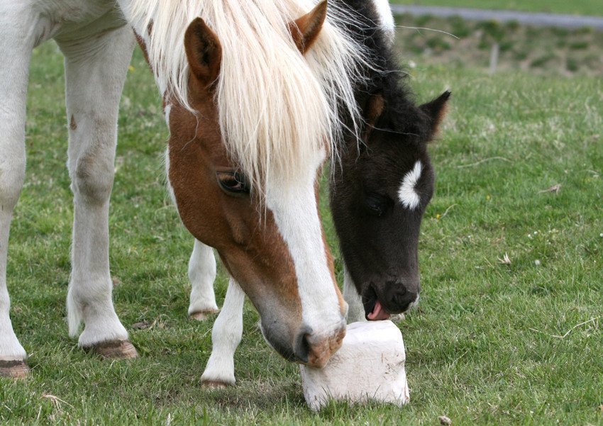 Vegna fyrirspurna frá Hestafréttum varðandi verðskrá RML