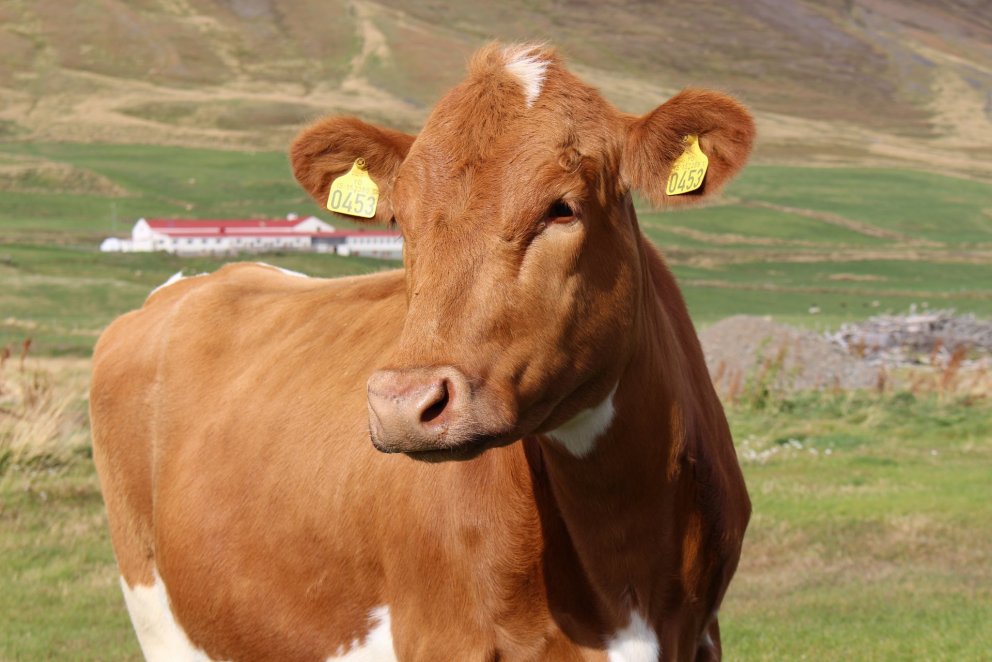 Kúamykja, innihald og nýting