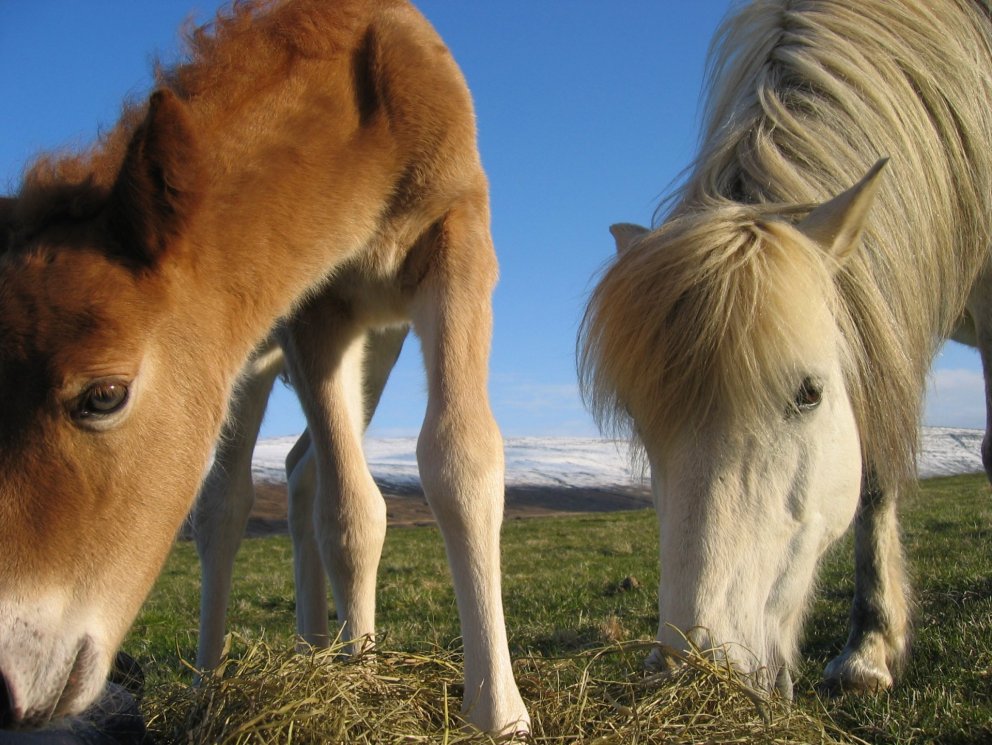 Hollaröð á yfirliti 5. júní 2020