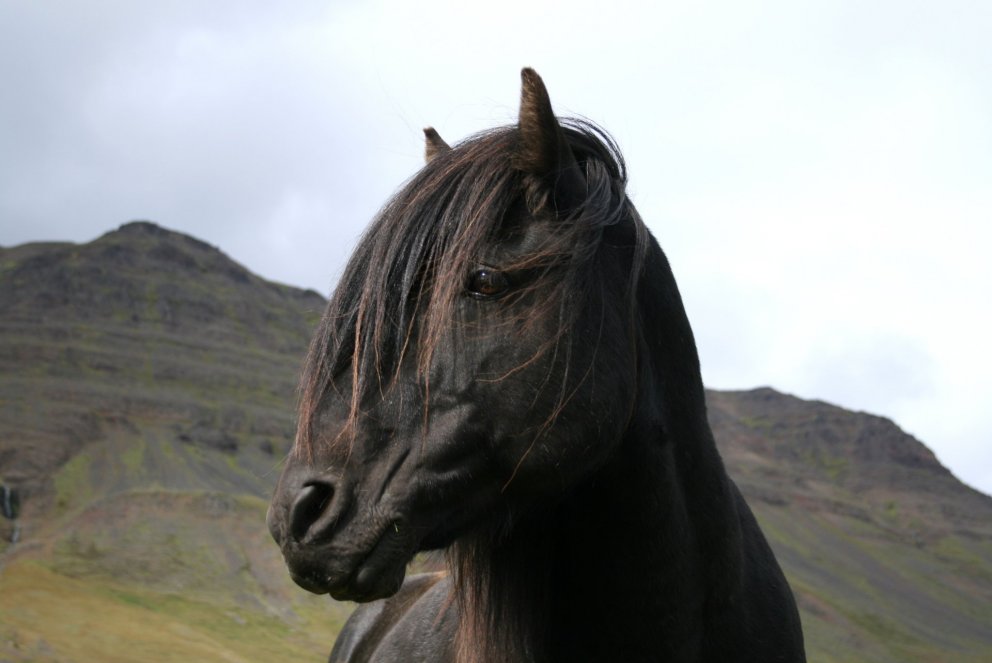 Hollaröð yfirlits á Sörlastöðum í Hafnarfirði 11. júní