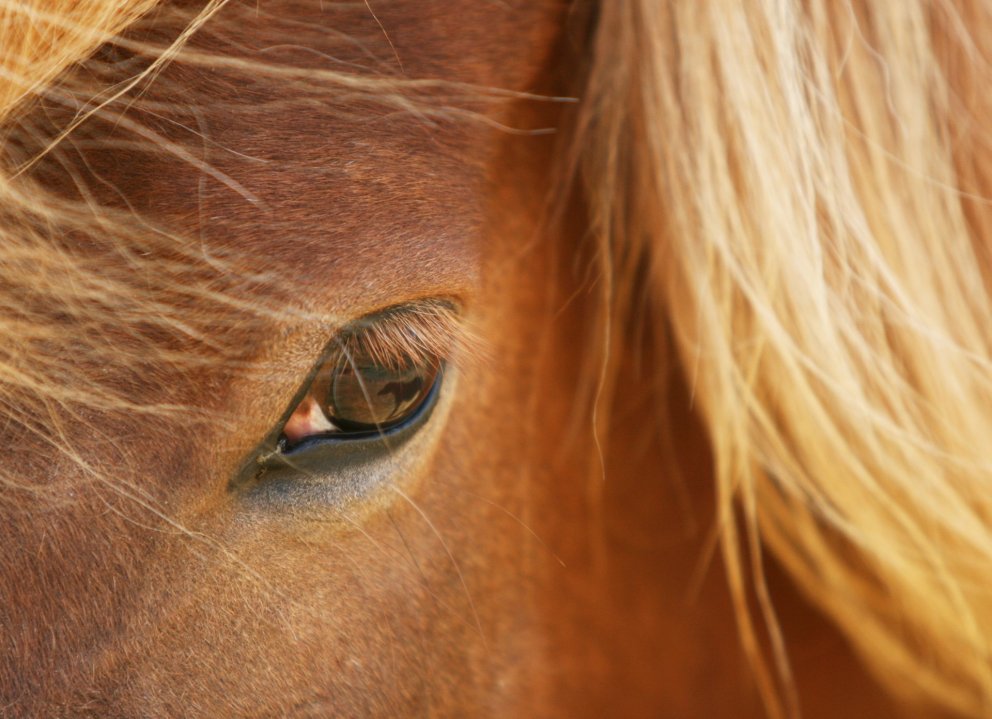 Miðsumarsýning á Hellu