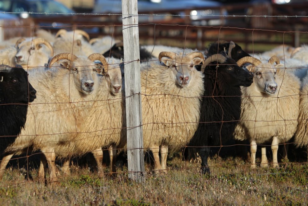 Móttaka pantana á lambadómum er hafin