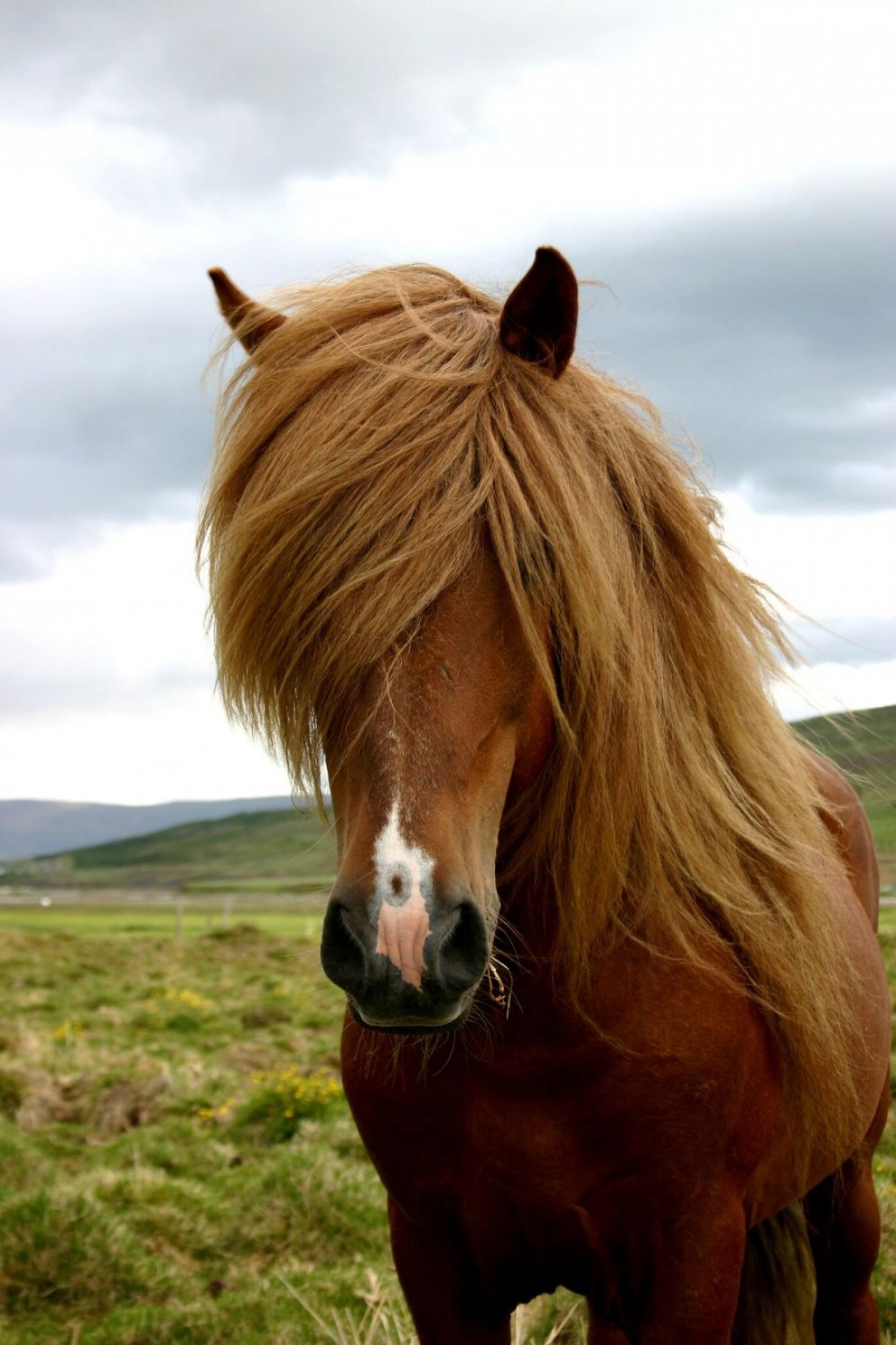 Hollaröð á yfirliti 24.júlí