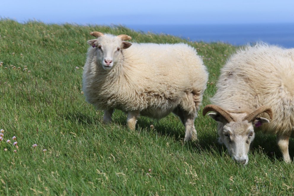 Skráning dóma í Fjárvís