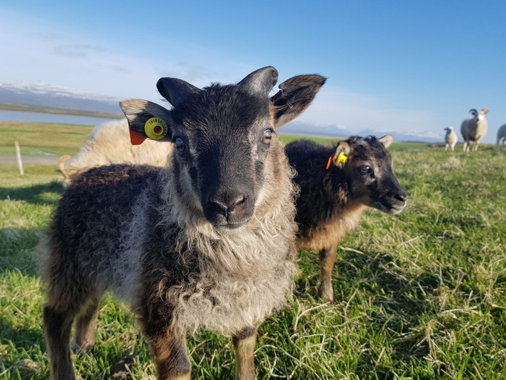 Fleiri lömb til nytja – könnun lögð fyrir sauðfjárbændur