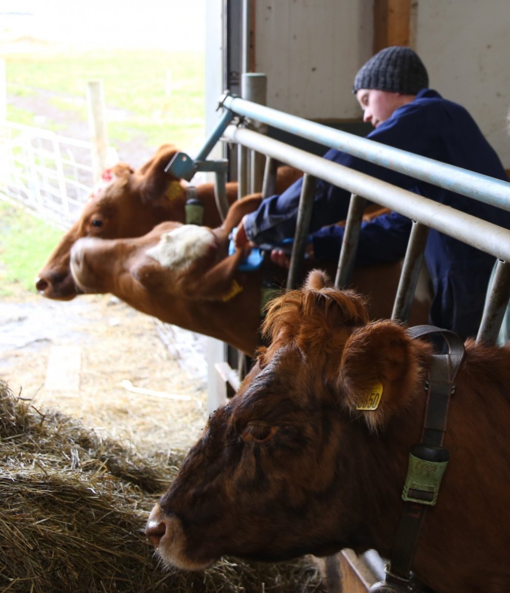 Erfðamengisúrval: Öll tekin sýni farin til greiningar