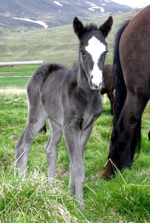 Hollaröðun á yfirlitssýningu á Gaddstaðaflötum 18. júní