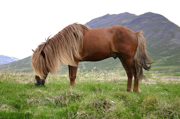 Skráningar á síðsumarssýningar