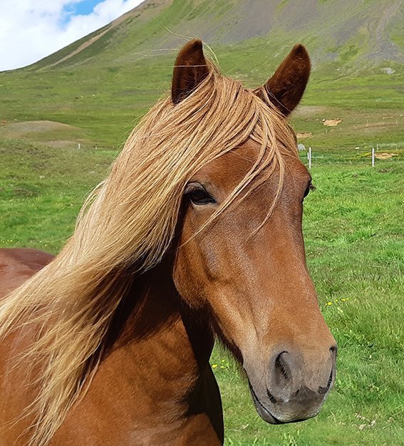 Miðsumarssýningar 2021 - Hollaraðir