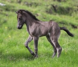Síðsumarssýningar - Minnum á síðasta skráningardag 9. ágúst
